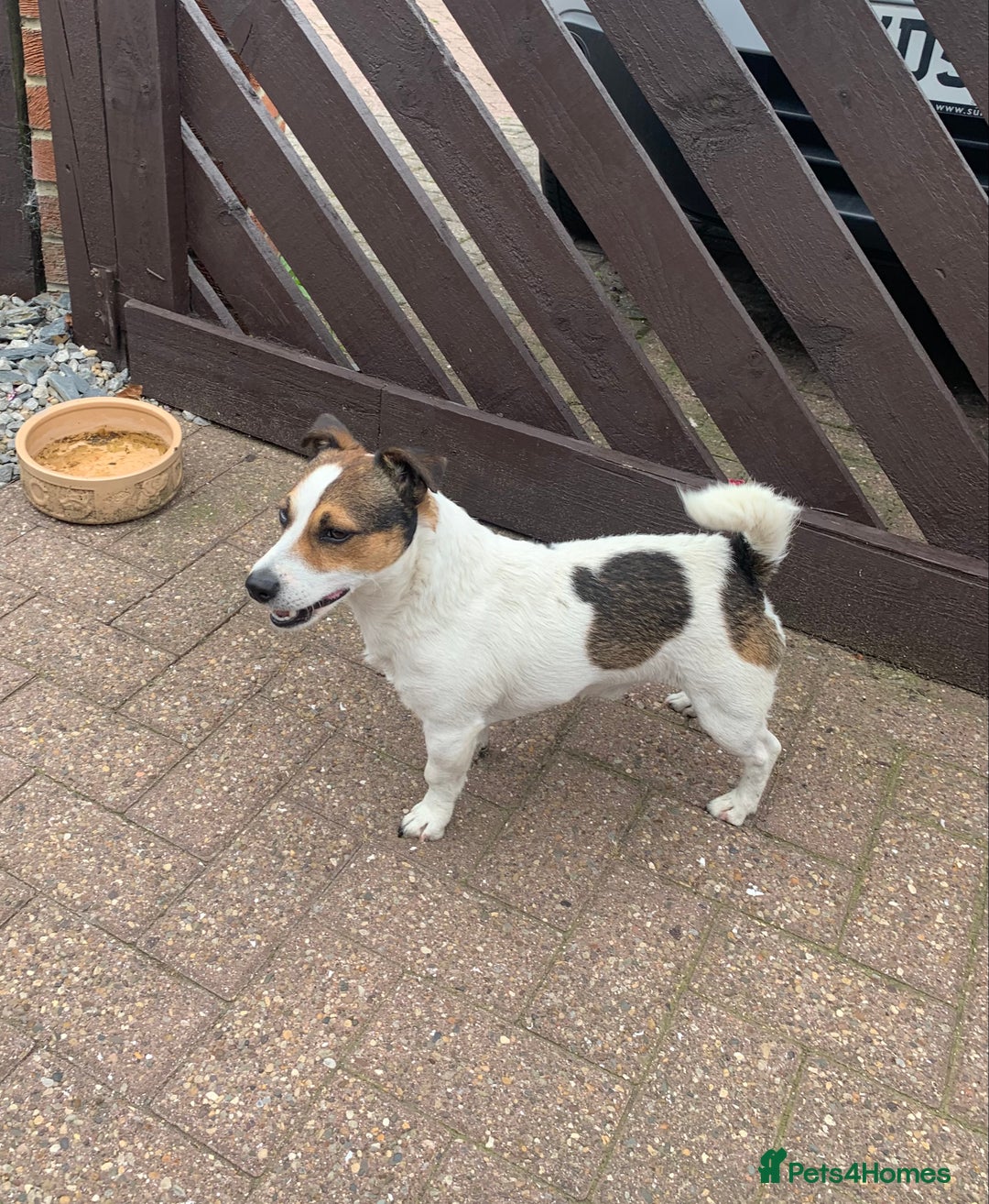 Jack Russell dogs for stud: Jack Russell for stud in Seaham - Image 12