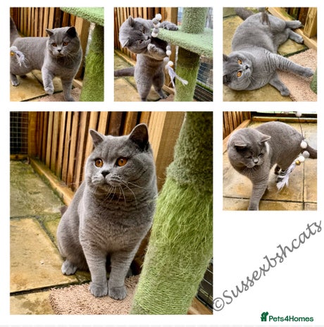 British Shorthair cats in Littlehampton - Advert 10