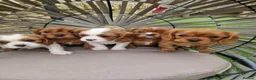 Cavalier King Charles Spaniel dogs for sale: Cavalier King Charles Spaniel! - Advert 6