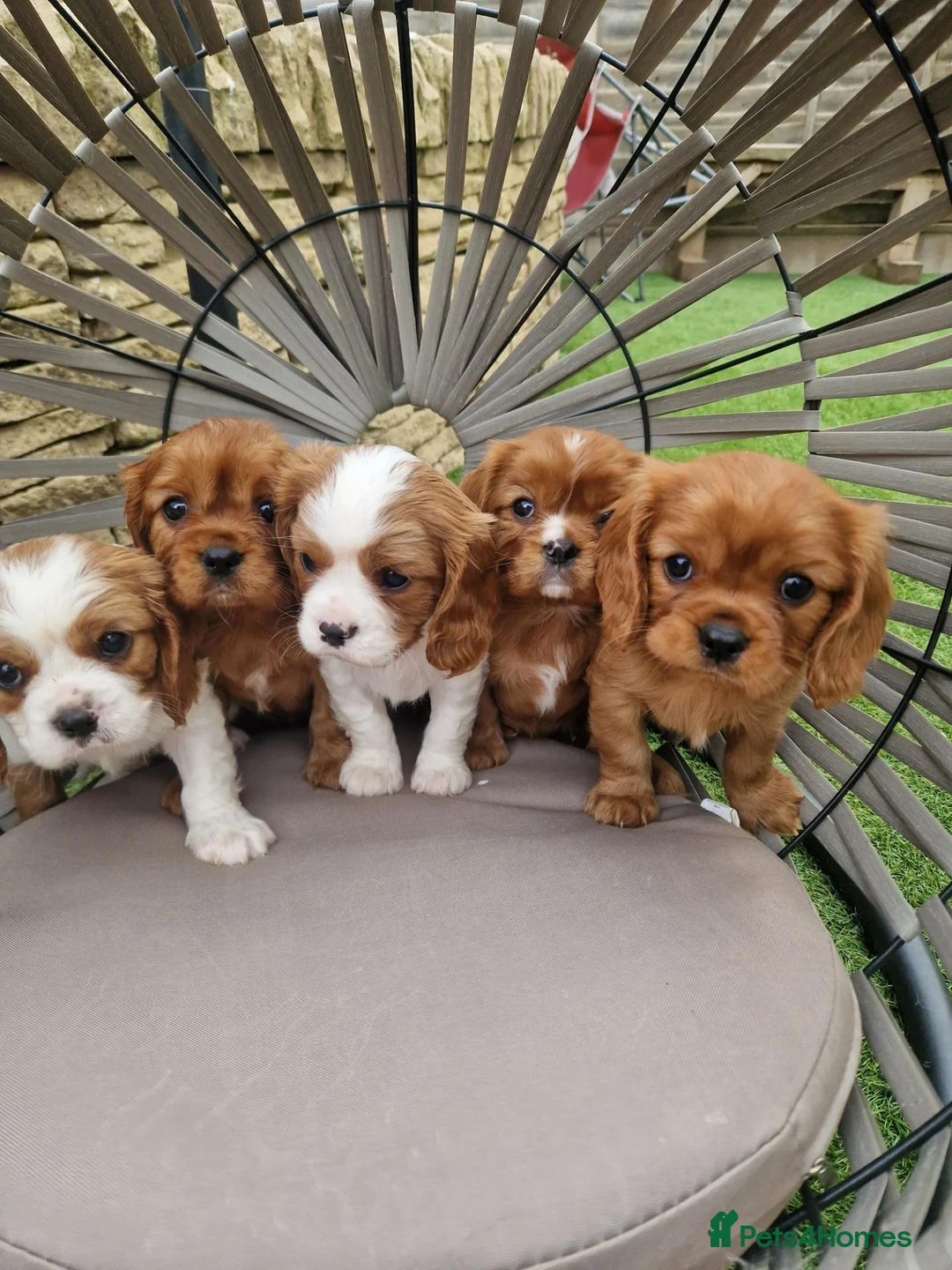 Cavalier King Charles Spaniel dogs for sale: Cavalier King Charles Spaniel! - Advert 6