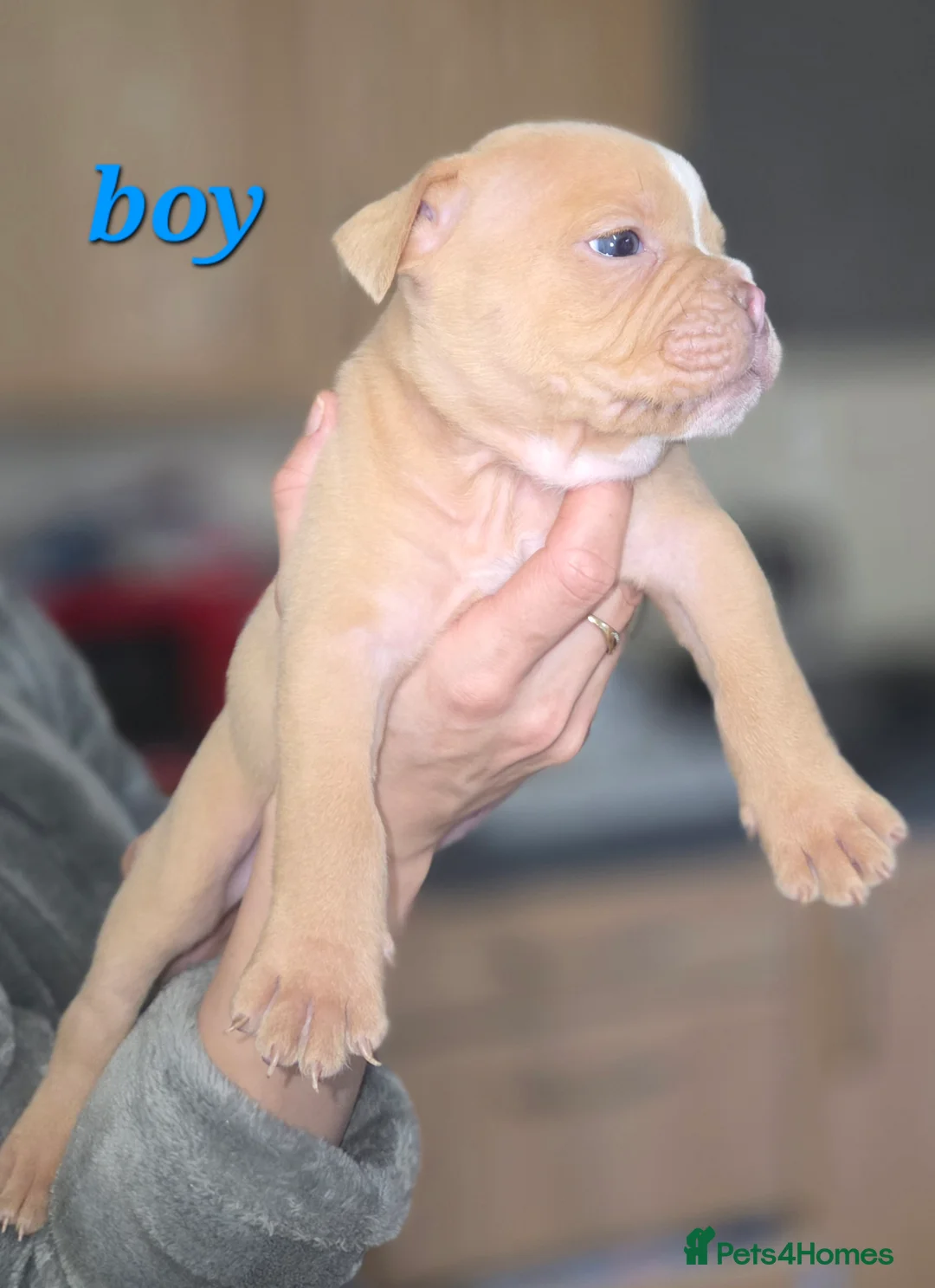 Dorset Olde Tyme Bulldogge dogs for sale: Olde English bulldog puppies  - Advert 1