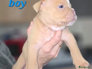 Dorset Olde Tyme Bulldogge dogs Olde English bulldog puppies - Advert 9