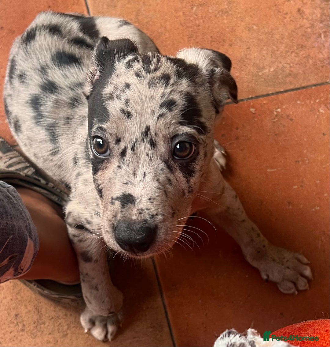 Mixed Breed dogs for sale: Border/Bullie Cross Merle Male Puppy 11 Weeks - Image 8