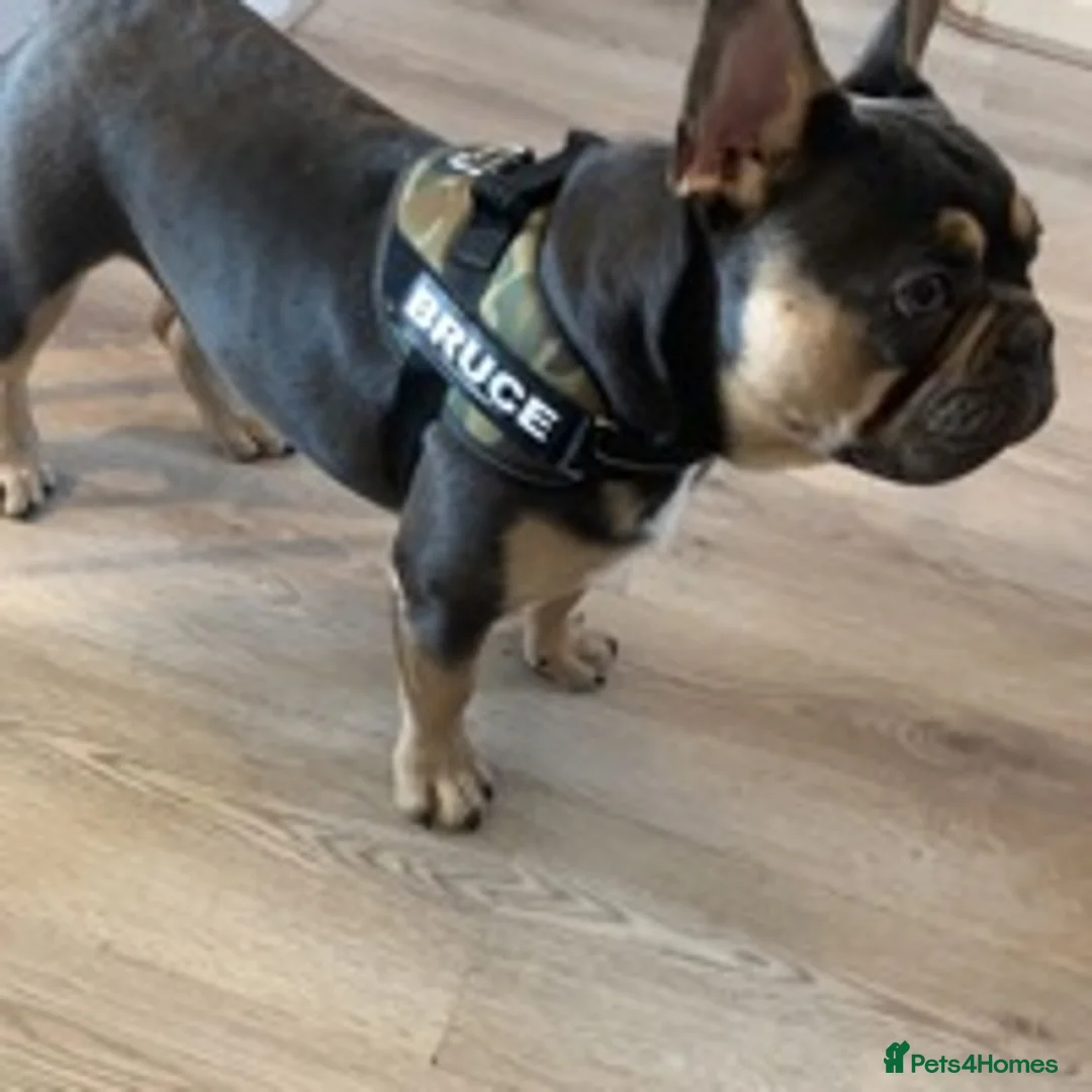 French Bulldog dogs for stud: BRUCE blue and tan french bulldog in Sheffield - Advert 5
