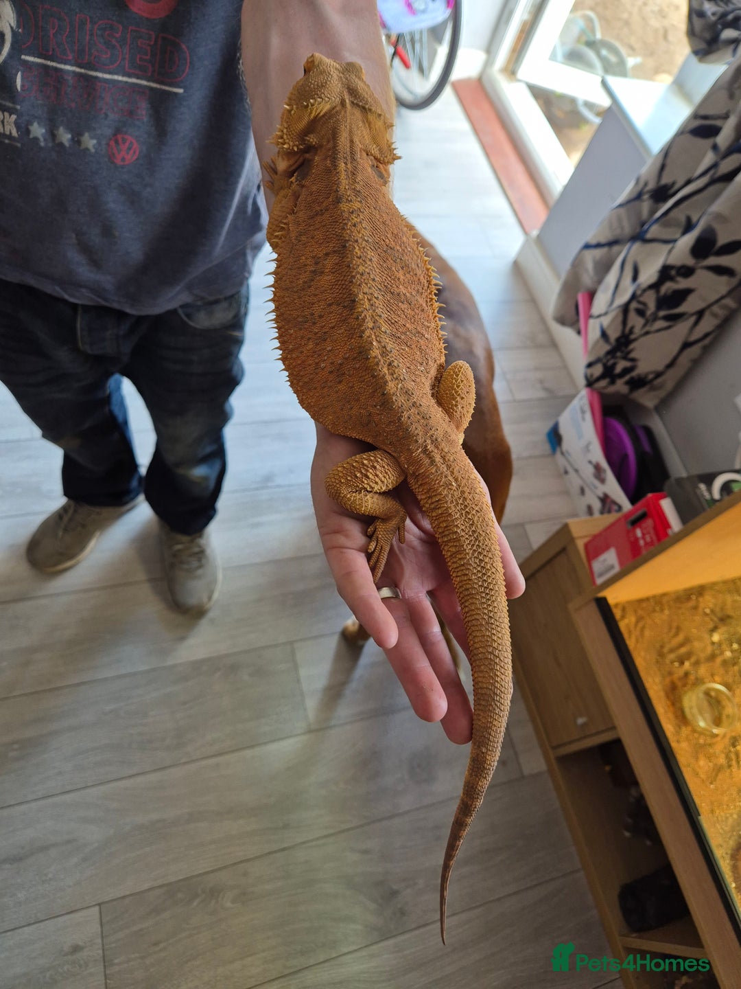 Bearded Dragon reptiles for sale: Trans Red Bearded Dragon - Image 2