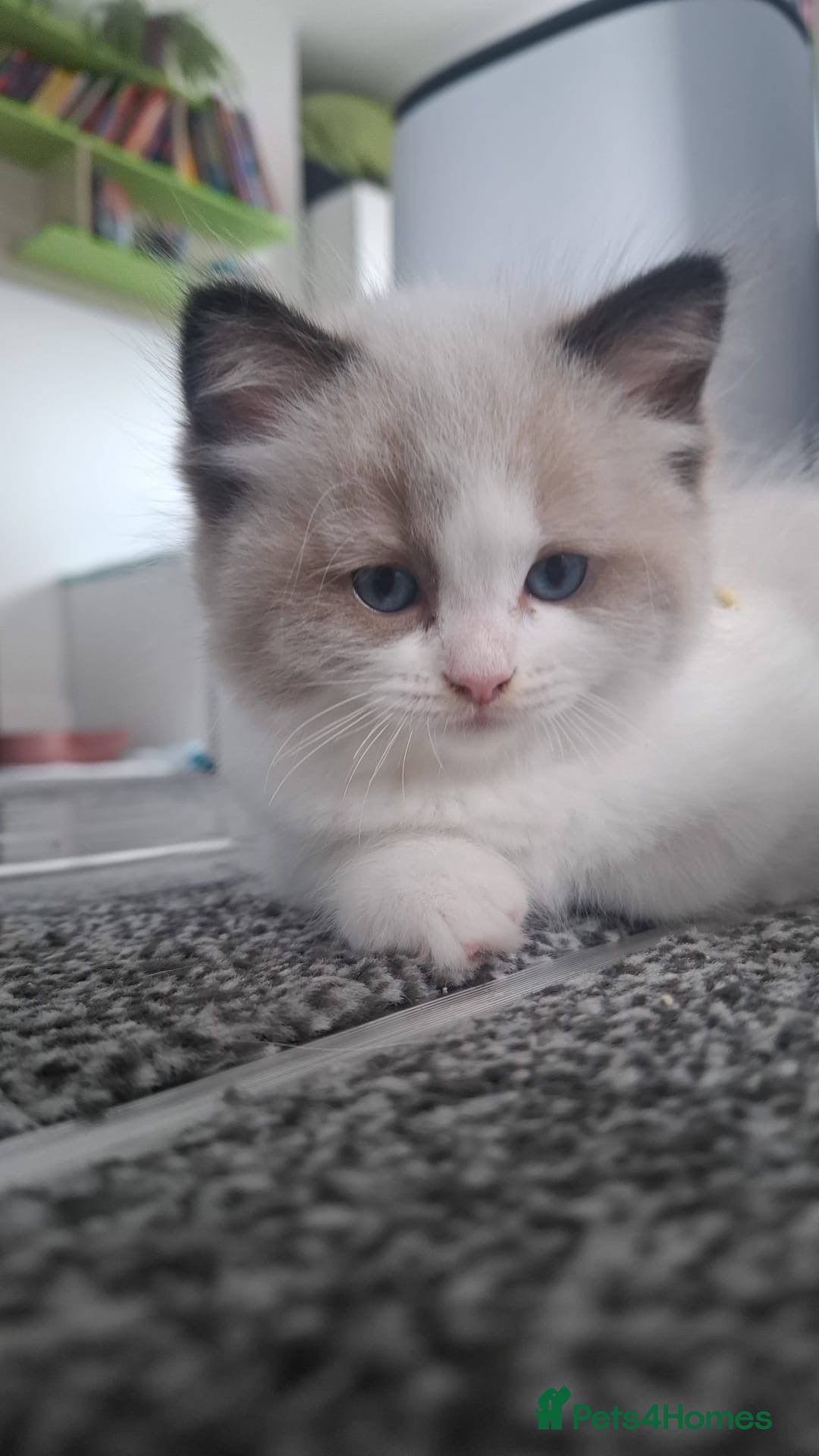 Ragdoll cats for sale: GCCF beautiful seal white bi-colour/point mitted - Image 19