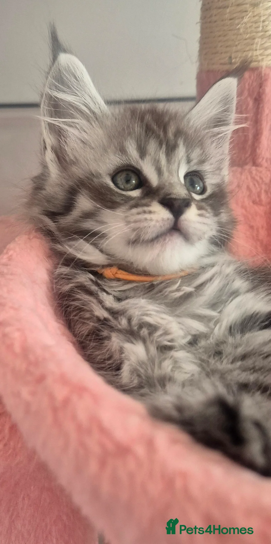 Maine Coon cats for sale: 🎀 Outstanding GCCF Pedigree Maine Coon Kittens  - Advert 19