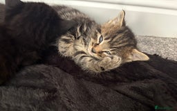British Shorthair cats for sale: 5 beautiful kittens  - Image 9