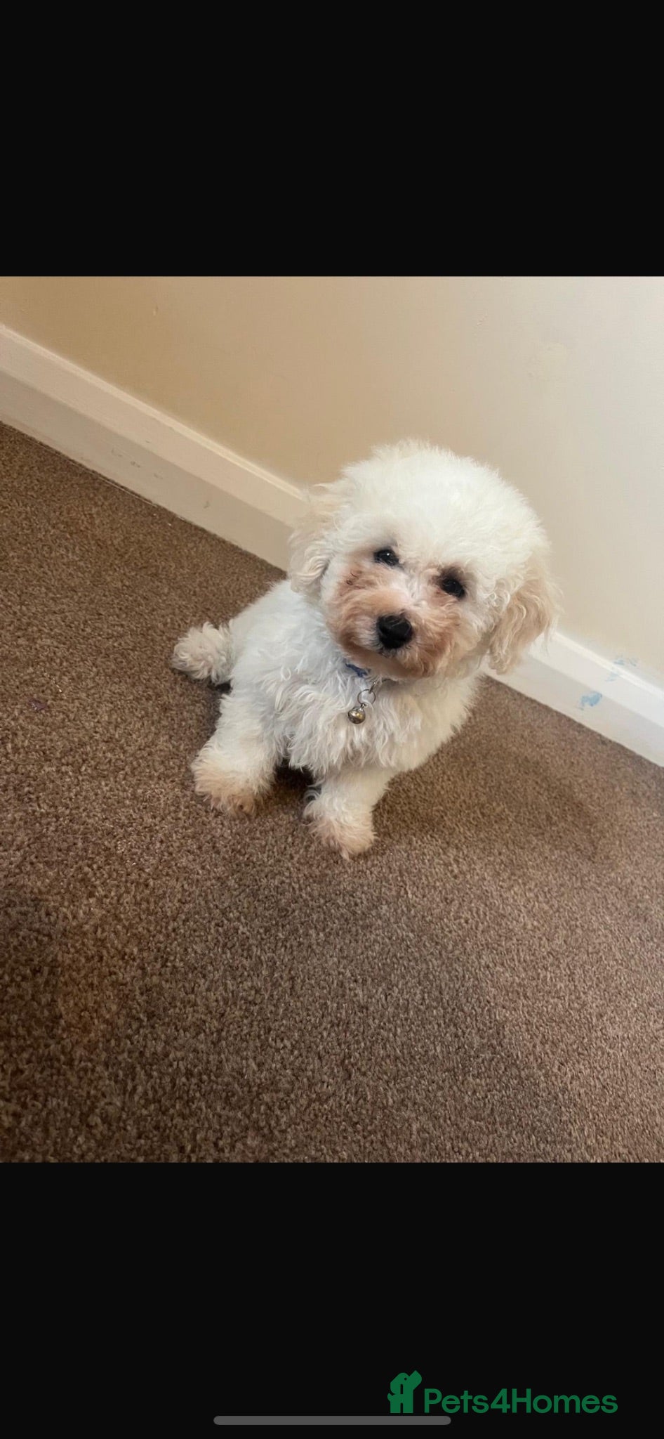 Bichon Frise dogs Bichon frise last boy left  - Advert 6