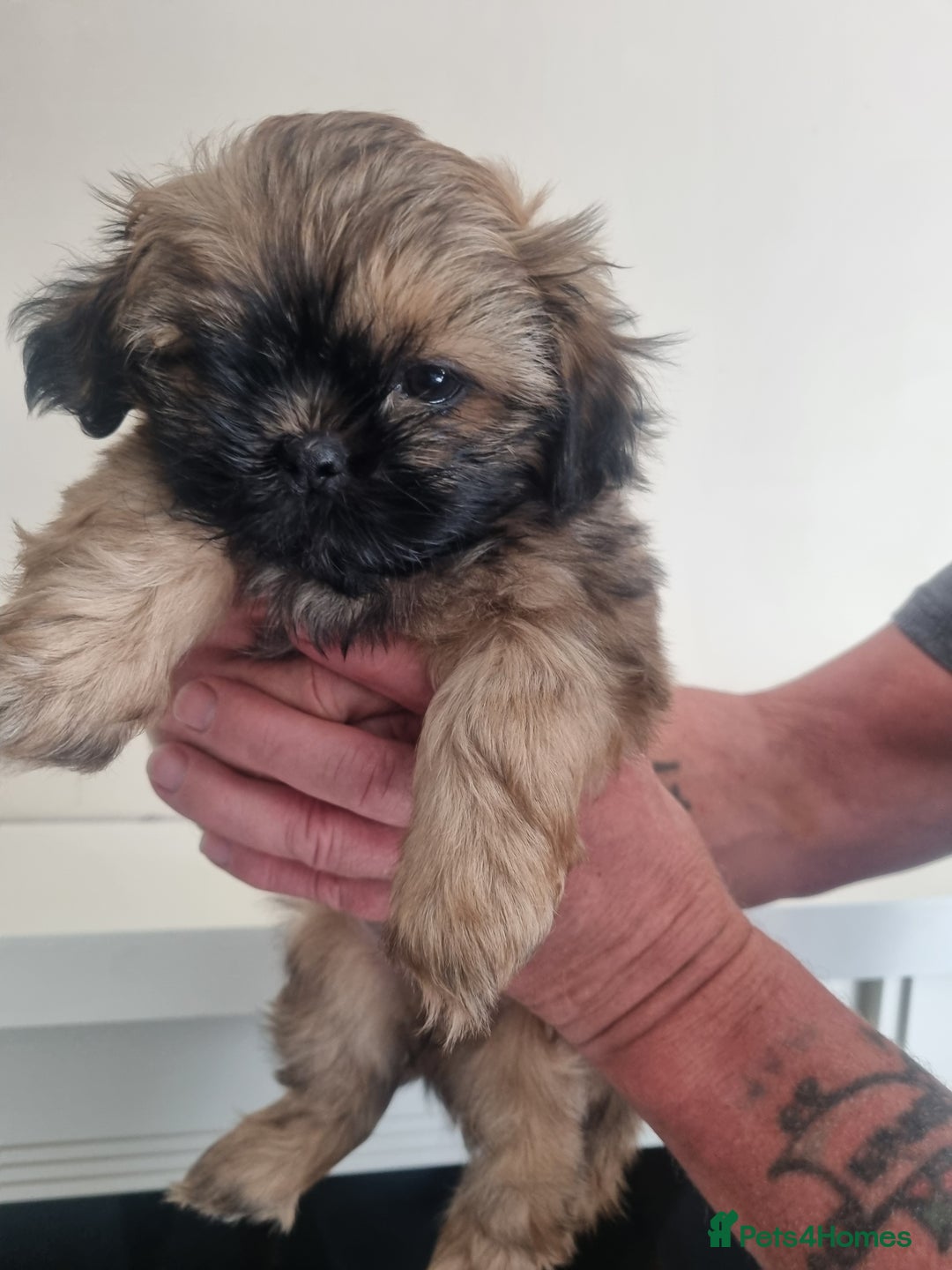 Shih Tzu dogs for sale: Imperial shitzus brown - Image 3
