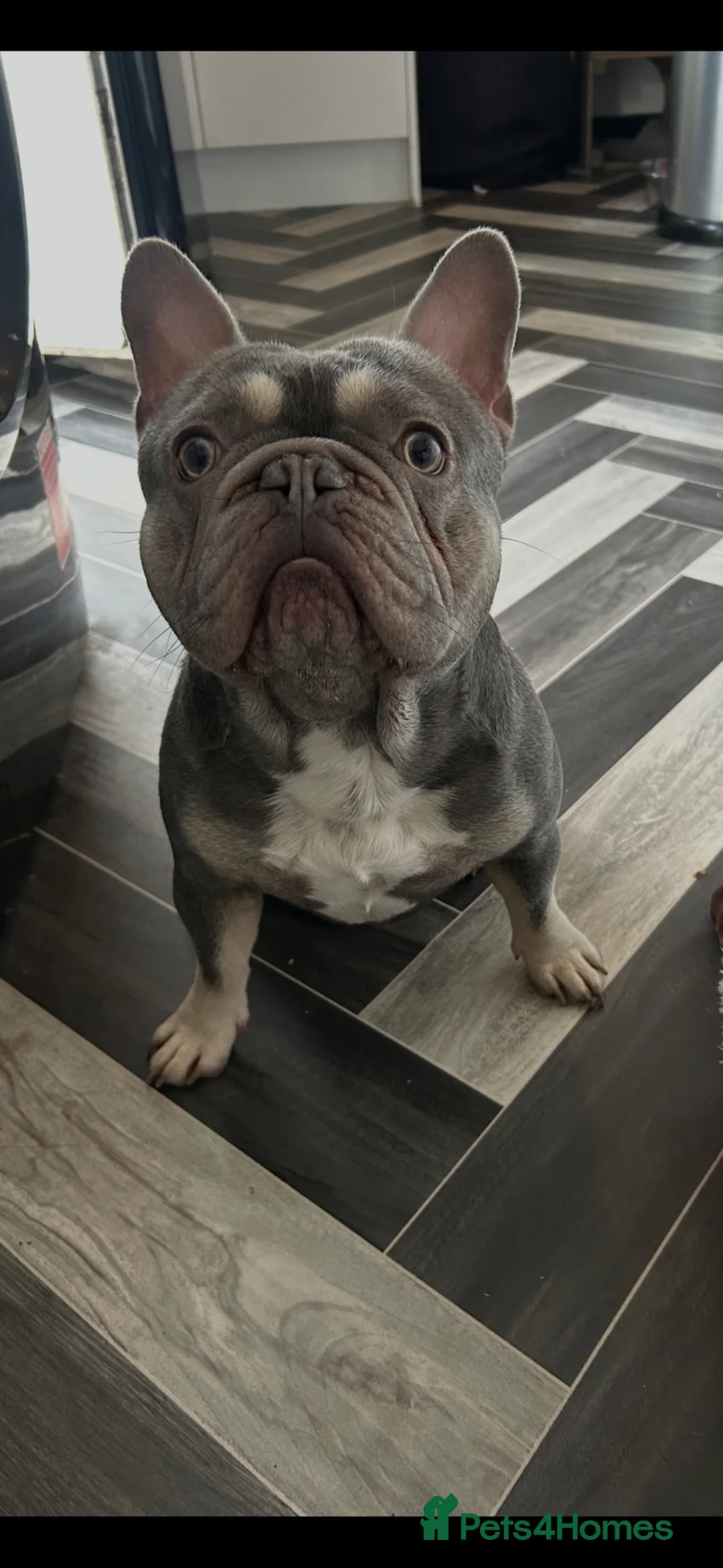French Bulldog dogs for sale: French bull dog 2 years old  - Advert 2