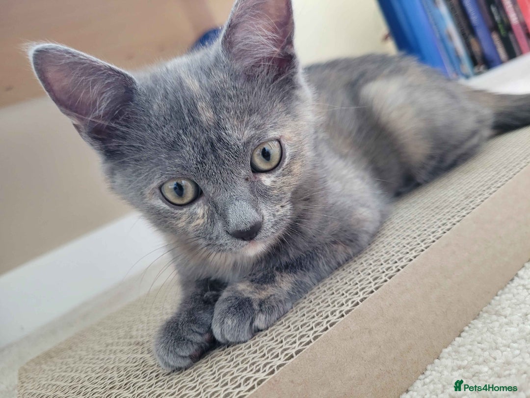Ragdoll cats for sale: Beautiful Ragdoll ready to leave - Image 2