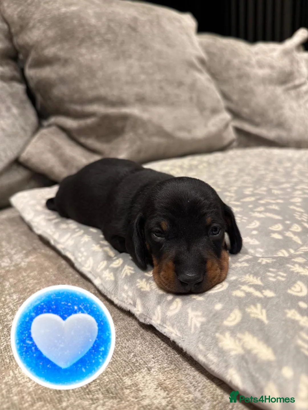 Miniature Dachshund dogs for sale: REDUCED Venus Rocket and Comet piebald dachshunds  - Advert 11
