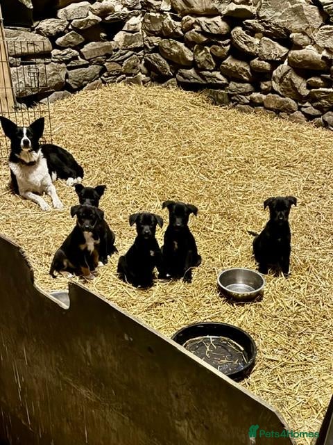 Borador dogs for sale: Borador puppies - Advert 1
