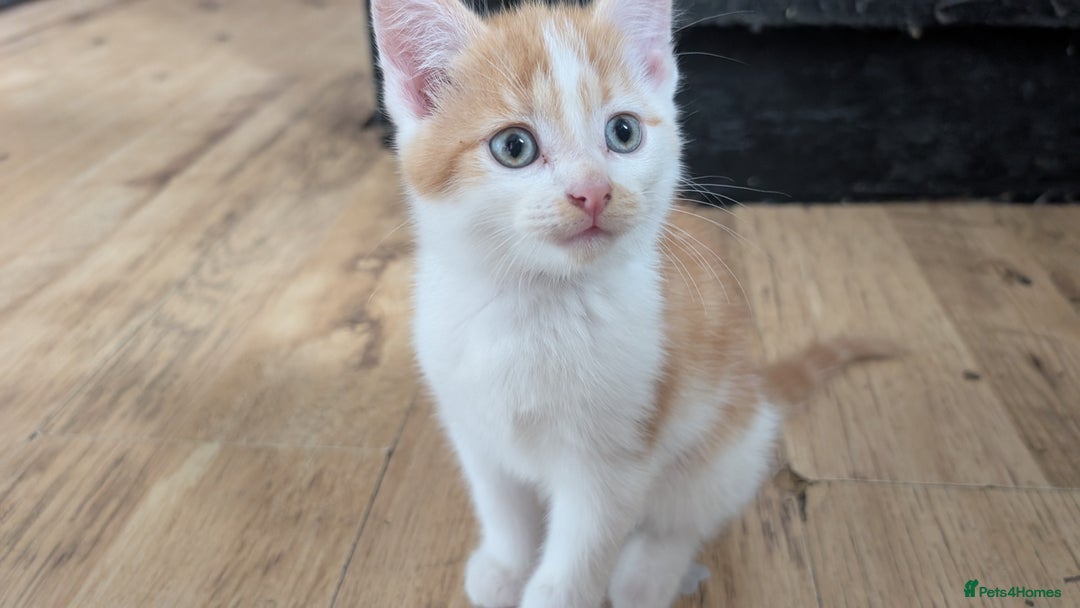 Mixed Breed cats for sale: Beautiful fluffy kittens dads part maincoon  - Image 5