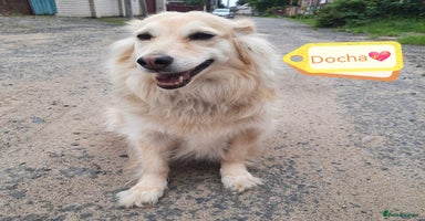 Mixed Breed dogs - Advert 2