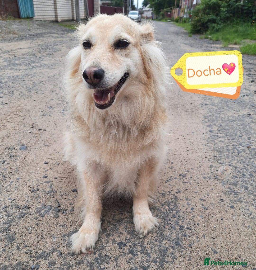 Mixed Breed dogs for adoption: 💖🐶 DOCHA 🐶💖 - Image 3