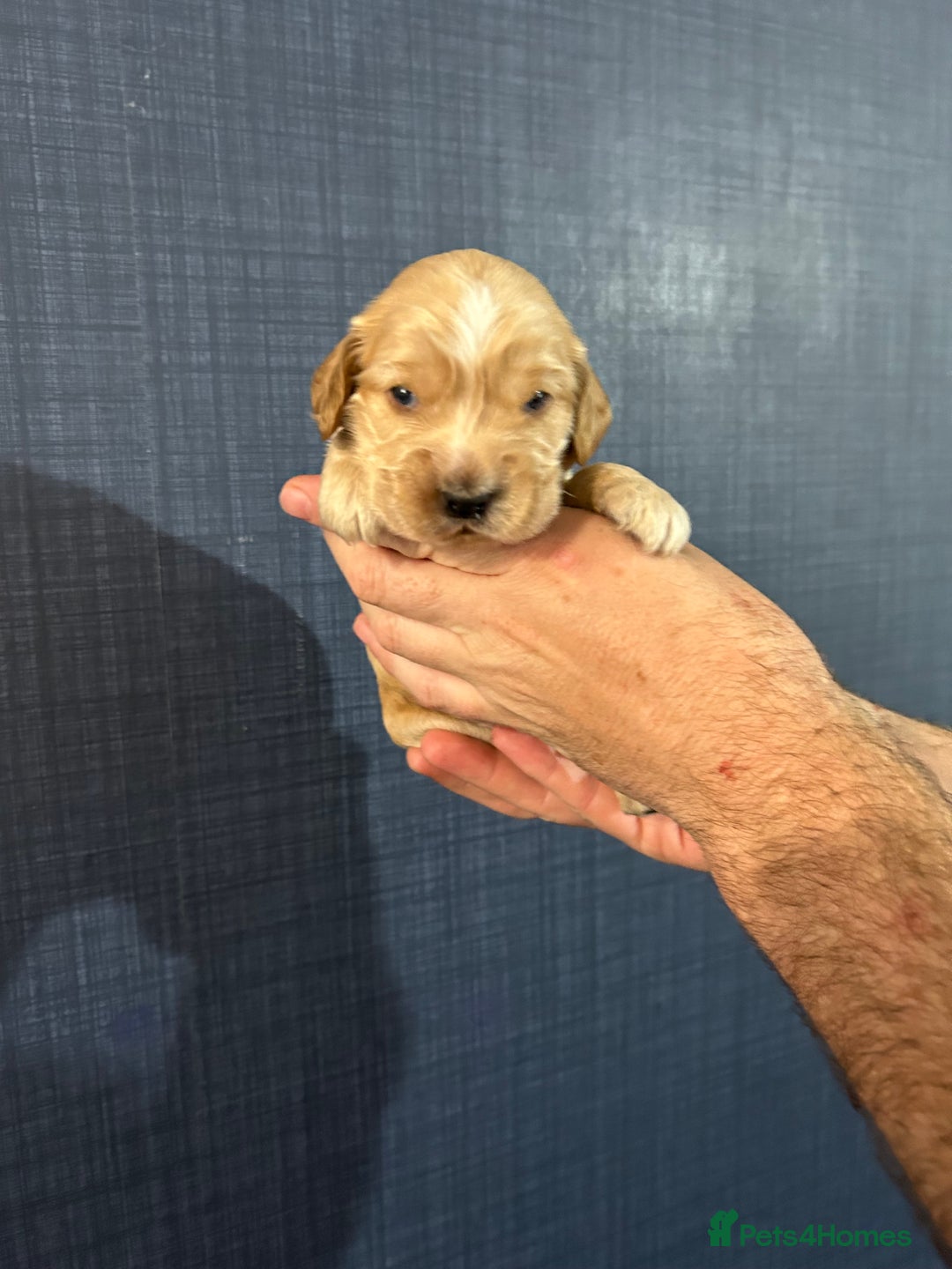 Cocker Spaniel dogs for sale: Gorgeous shoe type cocker spaniel  - Image 5