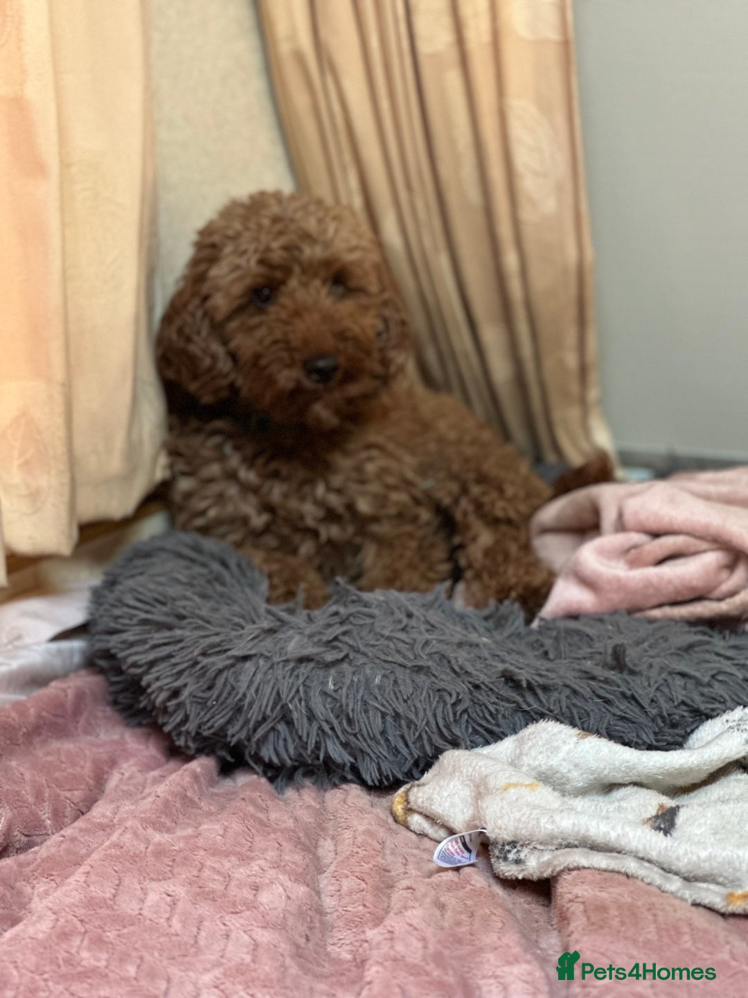 Cockapoo dogs for sale: Stunning litter of Red FIB cockapoo Girls  - Image 12