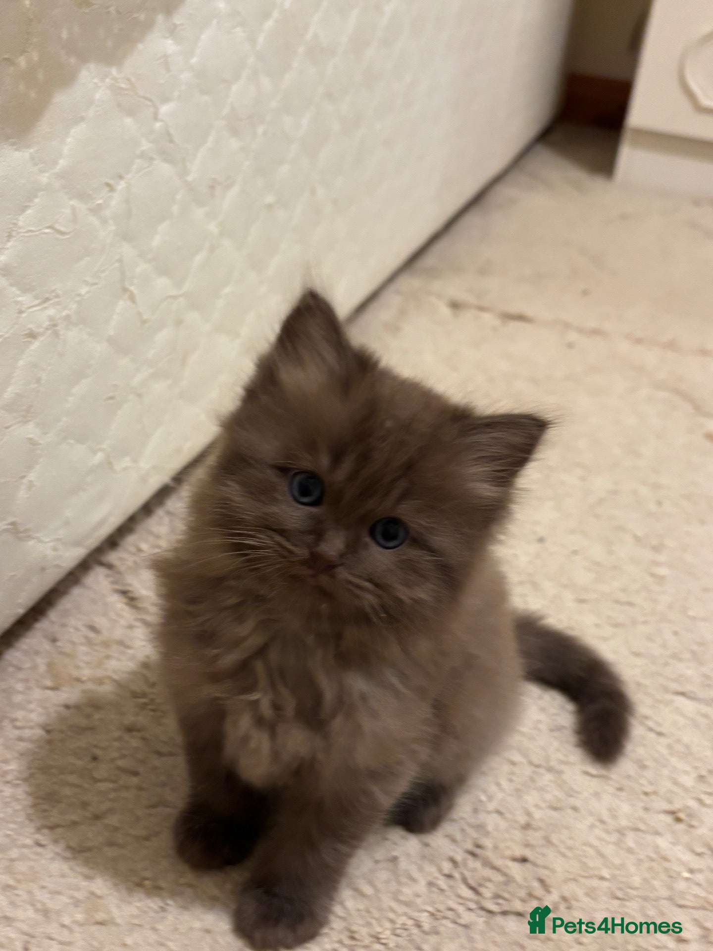 Ragdoll cats for sale: SOLID CHOCOLATE & CHOCOLATE MINK BABIES - Advert 2