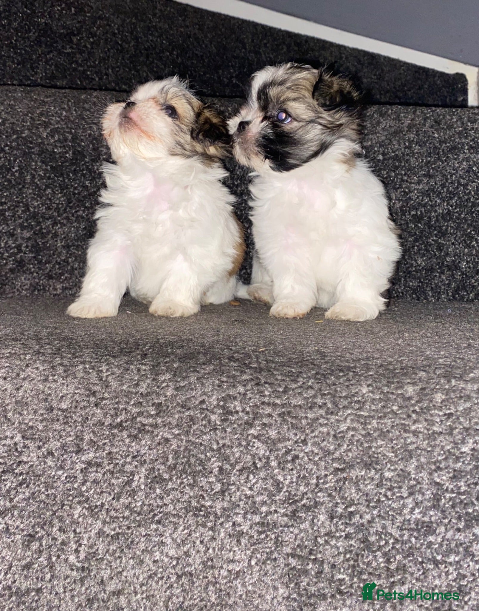 Maltipoo dogs Lovely Toy Maltipoo  puppies  - Advert 14