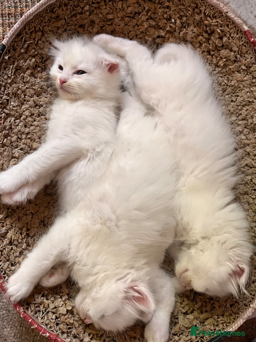 Ragdoll cats for sale: 🌟 Stunning Ragdoll Kittens – Little Angels  🌟 - Advert 2