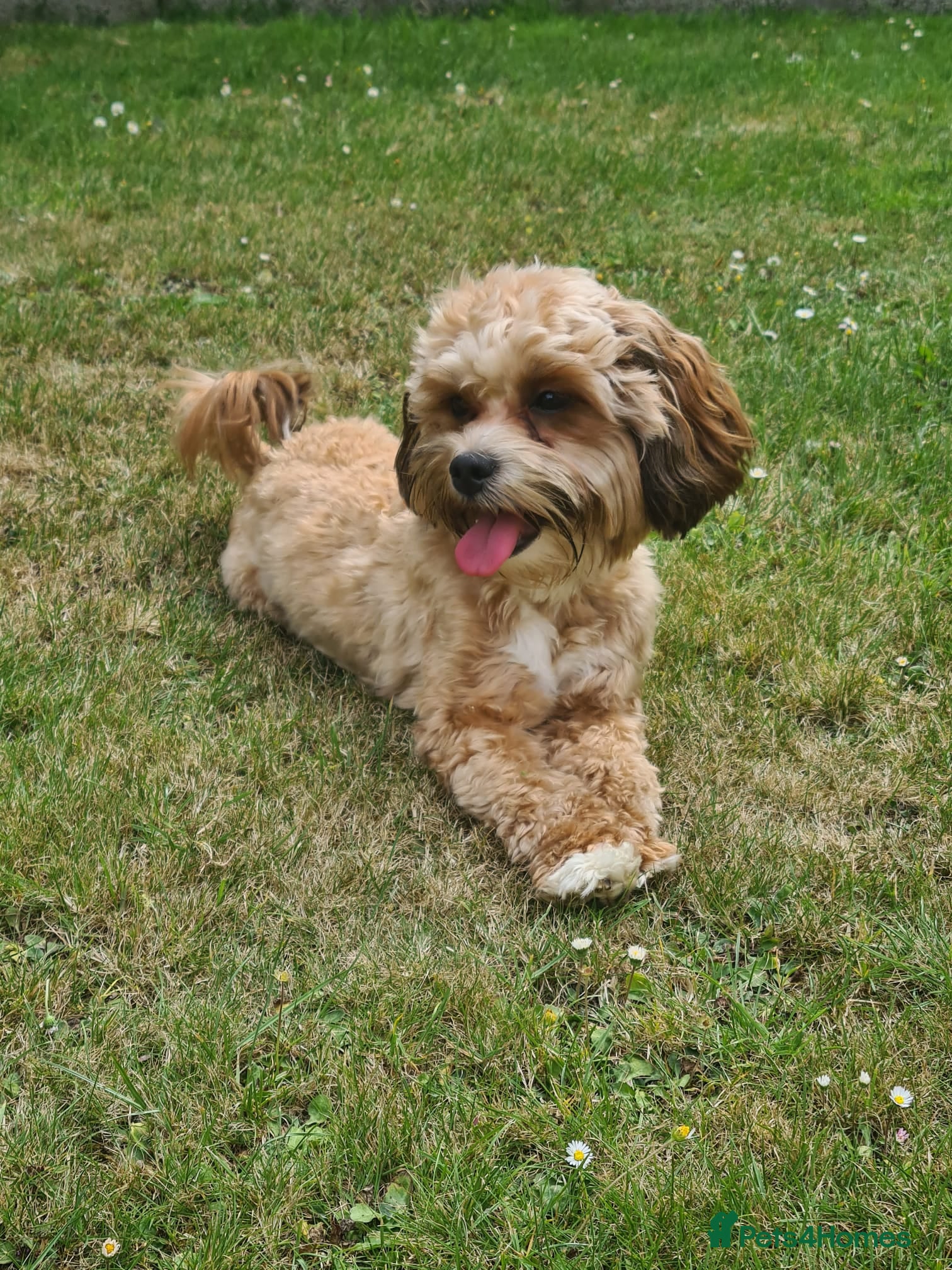 Lhasapoo dogs 🐶 Peach – 5 Year Old Lhasapoo– Loving Home Needed - Advert 14