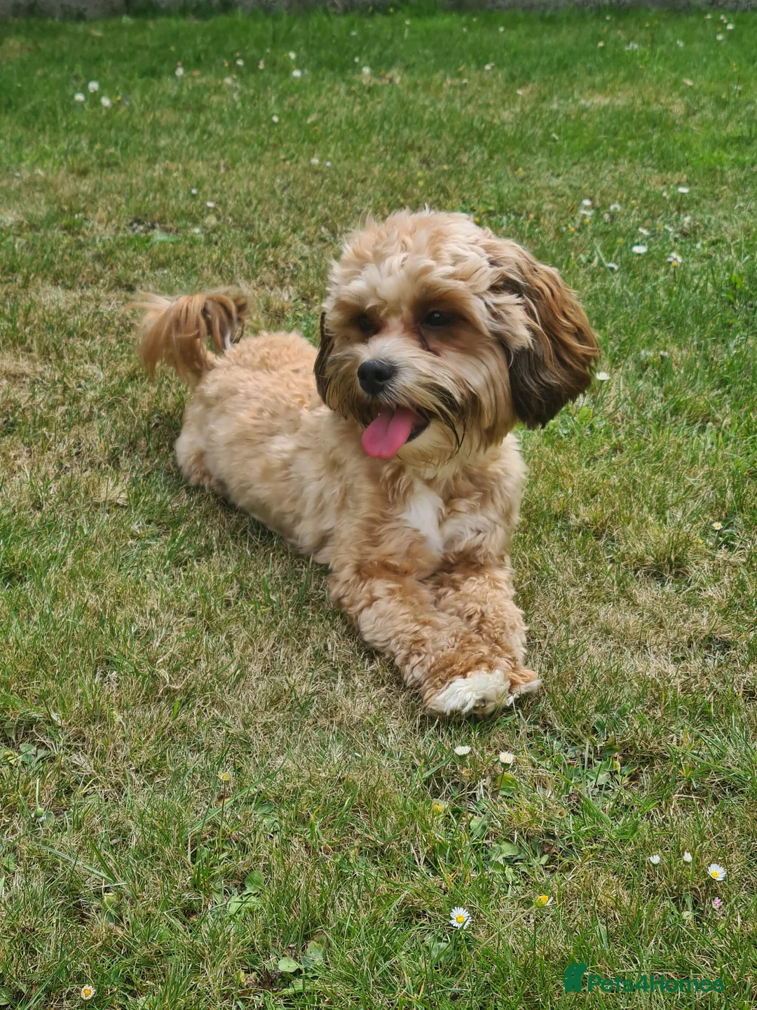 Lhasapoo dogs for sale: 🐶 Peach – 5 Year Old Lhasapoo– Loving Home Needed - Advert 1