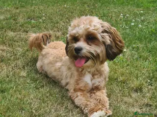 Lhasapoo dogs 🐶 Peach – 5 Year Old Lhasapoo– Loving Home Needed - Advert 14