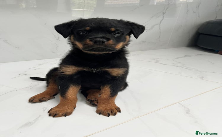 Rottweiler dogs - Advert 6