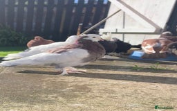 Pigeons birds for sale: Tumbler pidgeons  - Advert 1