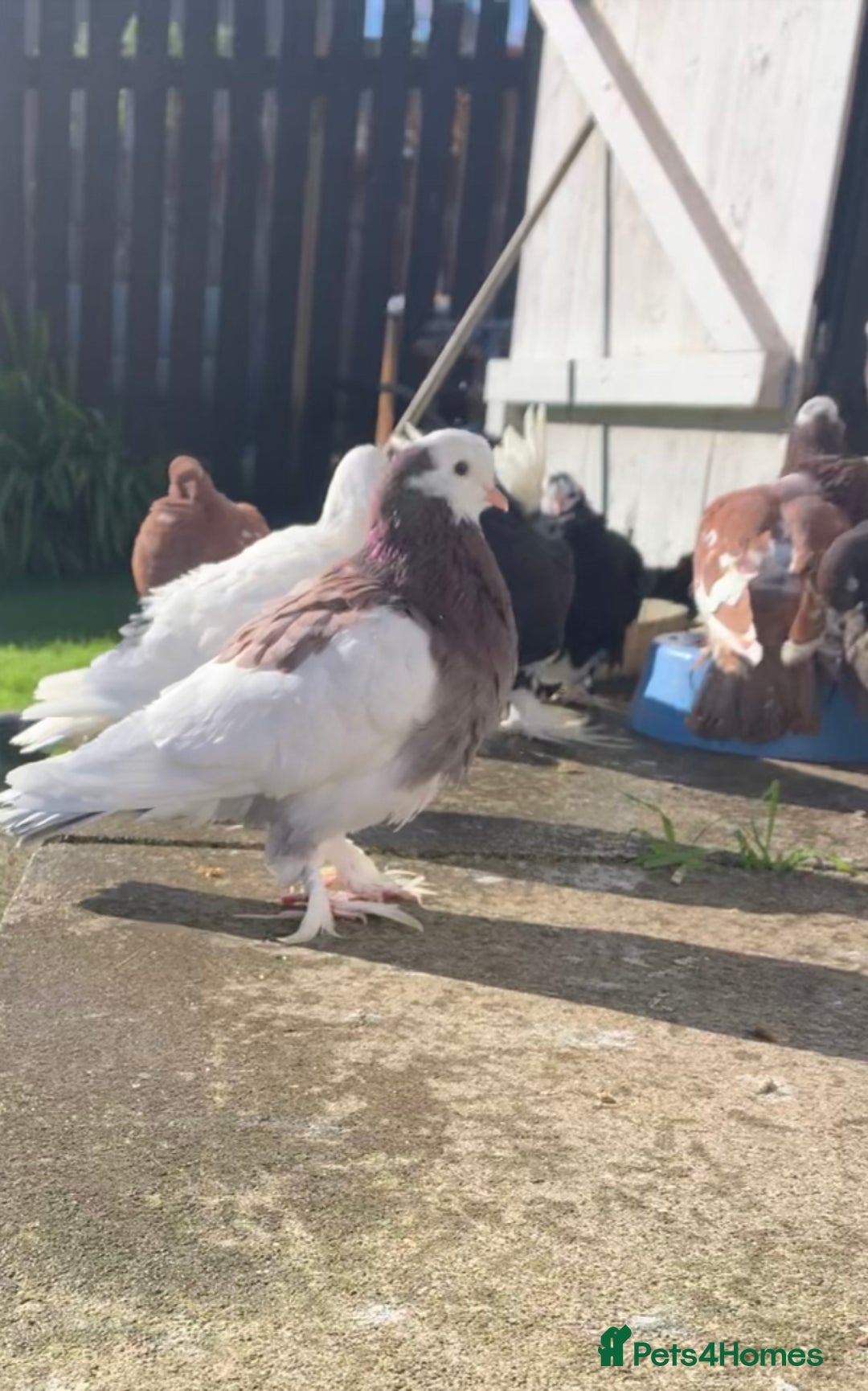 Pigeons birds for sale: Tumbler pidgeons  - Advert 1