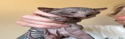 Sphynx cats for sale: Sphynx Kittens - Advert 4