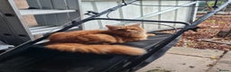 Mixed Breed cats for sale: Male Long haired ginger cat - Advert 4