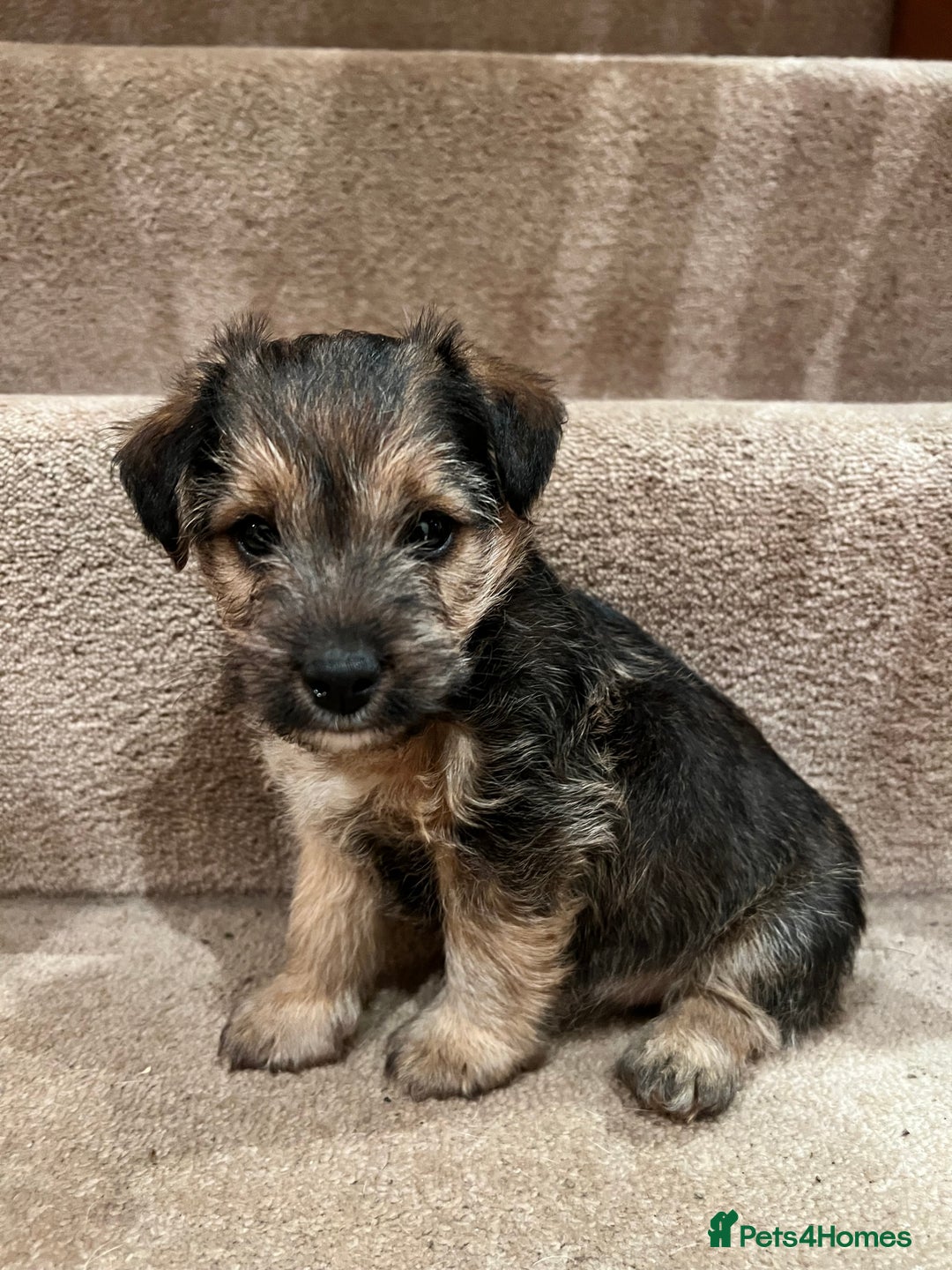 Mixed Breed dogs for sale: Gorgeous Jack Russell x Lakeland terrier puppies - Advert 1