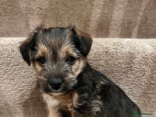 Mixed Breed dogs Gorgeous Jack Russell x Lakeland terrier puppies - Advert 1