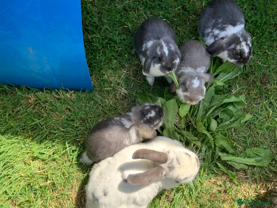 Mini Lop rabbits for sale: rabbit babies for sale in Swansea - Advert 8