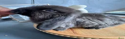 Mini Lop rabbits for sale: Pure Breed Mini Lop Babies Ready to Reserve - Advert 8