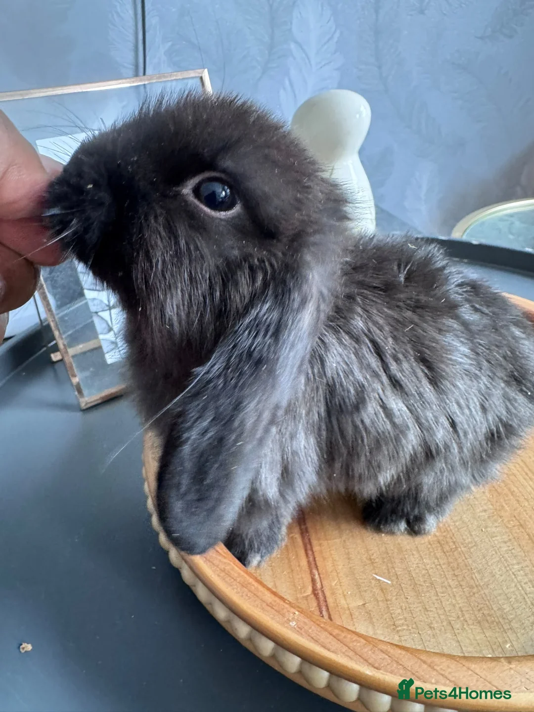 Mini Lop rabbits for sale: Pure Breed Mini Lop Babies Ready to Reserve - Advert 8