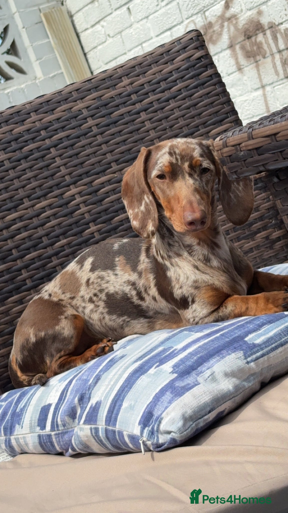 Dachshund dogs for sale: Dapple dachshund  in Peterlee - Advert 1