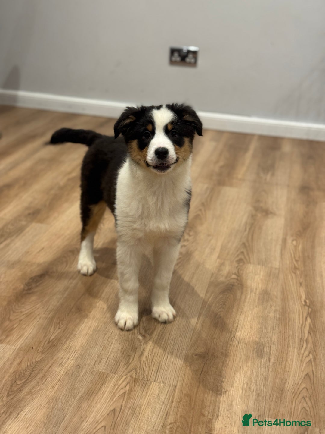 Australian Shepherd dogs for sale: 2 KC registered girl Australian Shepard puppy! - Advert 9