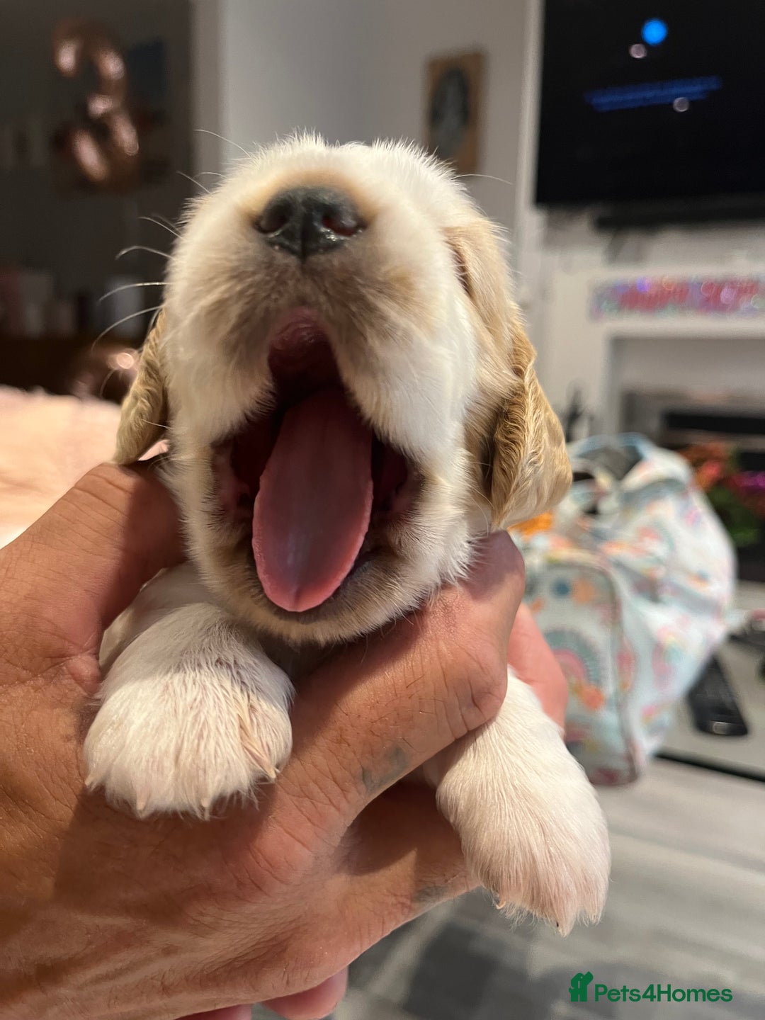 Cocker Spaniel dogs for sale: Beautiful Orange Roan/ Sable Puppies  - Image 12
