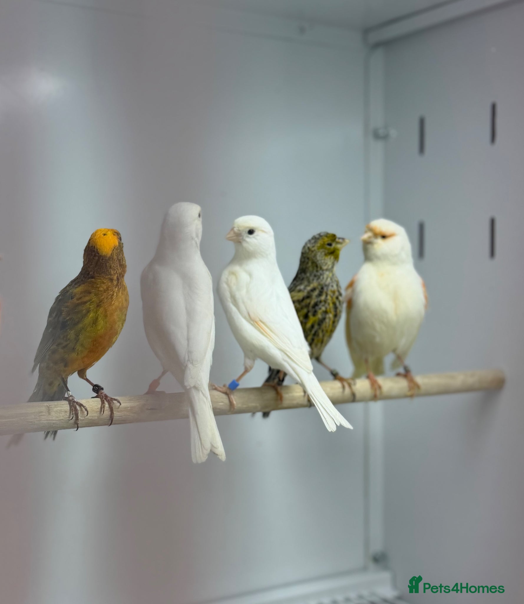 Mixed Breed birds Canaries  - Advert 2