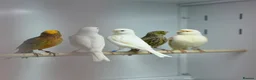 Mixed Breed birds for sale: Canaries  - Advert 1
