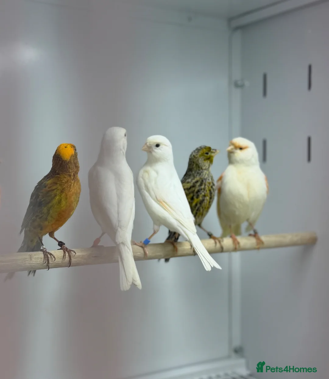 Mixed Breed birds for sale: Canaries  - Advert 1
