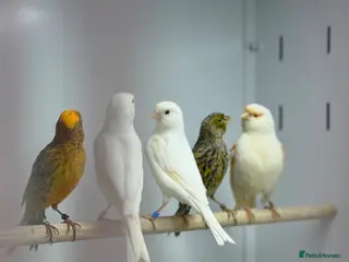 Mixed Breed birds Canaries - Advert 2