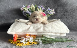 Chow Chow dogs for sale: Exotic colour Pure chow chow puppies for sale  - Image 14
