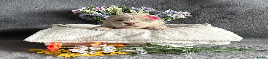 Chow Chow Puppy 5