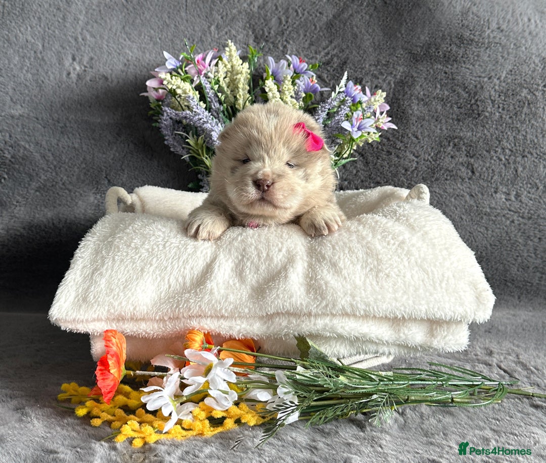 Chow Chow dogs for sale: Exotic colour Pure chow chow puppies for sale  - Image 14