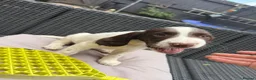 English Springer Spaniel dogs for sale: Engilish springer spaniel puppies  - Advert 22
